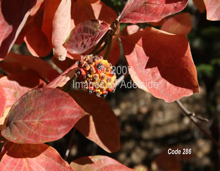 Seed Pods of CA Dogwood